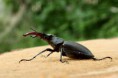 /album/priroda/lucanus-cervus-01-jpg/